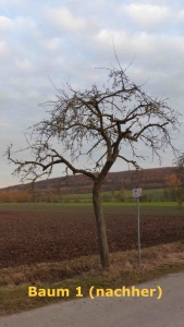 1_Baum1_nach_Schnitt_ortberg_