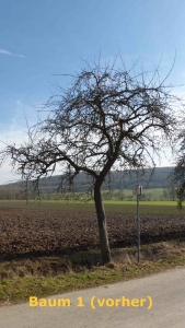 1_Baum1_vor_Schnitt_ortberg_