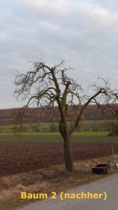 1_Baum2_nach_Schnitt_ortberg_