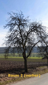 1_Baum2_vor_Schnitt_ortberg_