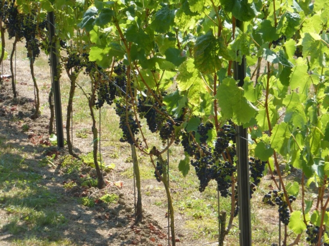 P1050688